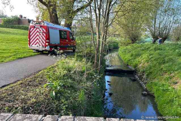 Koe sukkelde in Maarkebeek