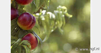 Hagel treft steenfruit in Extremadura