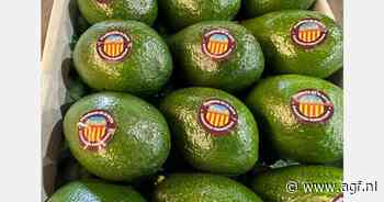 "Valencia wint terrein als avocadoherkomst"