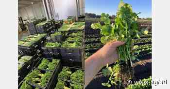 "Afzet verse kruiden hoger met Pasen"