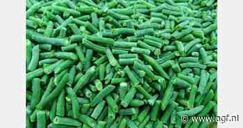 Egyptische sperziebonenexport blijft dalen ten gunste van diepgevroren bonen