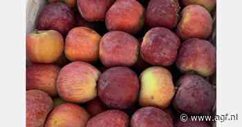 Goede appelbloei in Marokkaanse Midelt