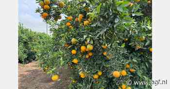 "Eerste containers Zuid-Afrikaanse citroenen onderweg naar VK"