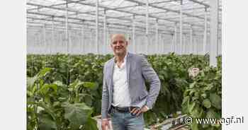"Prijzen paprika en komkommer onder druk na goede seizoenstart, tomatenvolumes blijven achter"