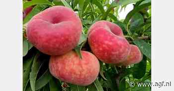 Steenfruitoogst 10 dagen vertraagd door koud weer