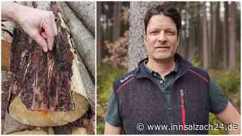 Er kann den Borkenkäfer riechen – So will Christian Nieder aus Gars seinen Wald retten