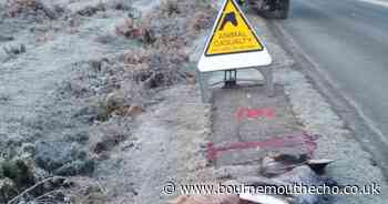 Nine animals killed on New Forest roads so far this year