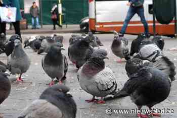 Burgerplatform neemt verzorging gewonde duiven op zich