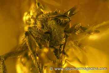 Ancient Amber Has Kept a Dirt Ant Frozen in Time For 16 Million Years
