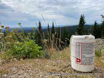 Yellowstone’s Magma Reservoir Reveals Insights Into Future Volcanic Activity