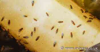 Fruit flies die 'quickly' with homemade trap that uses common items