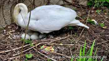 Gesundheit der Tiere: Calwer Schwäne durch den Müll gefährdet