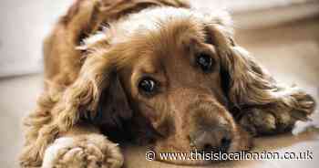 Sutton vets warn pet owners to take care as Easter emergencies to rise by 35 per cent