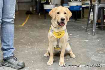 Dogs4Blind vindt steeds moeilijker pleeggezinnen voor blindengeleidehonden in opleiding
