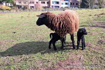 Lammetjes verminkt en meegenomen op educatieve boerderij