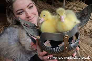 Kynren welcomes six adorable Easter goslings who are set for stardom