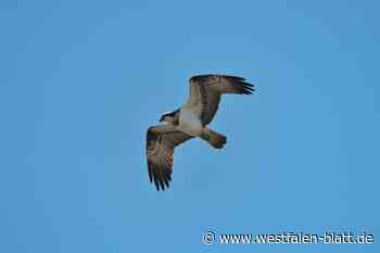 Seltene Sichtung: majestätischer Greifvogel über dem Paderborner Lippesee