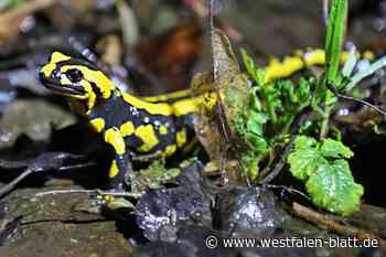 Feuersalamander von Pest bedroht