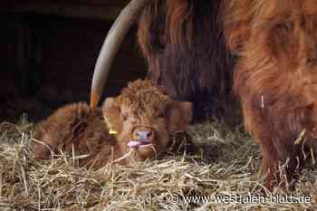 Hochlandrind-Kalb Ida erobert die Herzen der Besucher