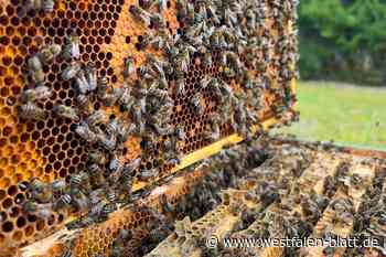 Den Bienen ganz nah in Neuenheerse