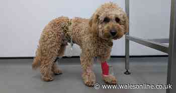 'He won't hurt' said dog owner, seconds later cavapoo was almost killed and needed £6,500 op at vets