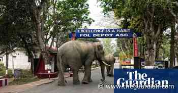 Week in wildlife: elephants on parade, a rescued serval and wandering bears