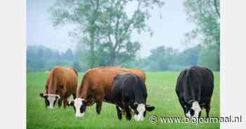 Dubbeldoelrassen kansrijk binnen natuurinclusieve melkveehouderij