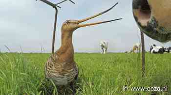 Met fluisterboot varen tussen eilandjes en weiden van Het Ilperveld