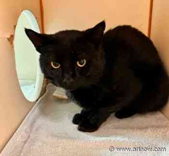 Adoptable Pet of the Week: Bob the cautious kitten