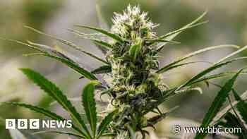 Five arrested after police seize £1.4m of cannabis