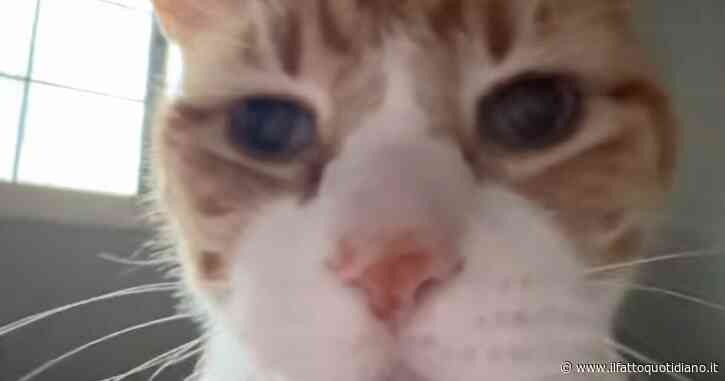 “È come se volesse dire la sua su tutto”: la storia di Cheeto, il gatto “chiacchierone” star di TikTok – VIDEO