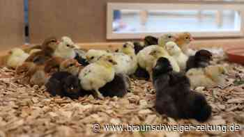 Braunschweigs Oster-Küken sind geschlüpft und dürfen besucht werden