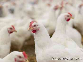 Janitors at Surrey's Sunrise Poultry fired for 'time theft' but company can't sue