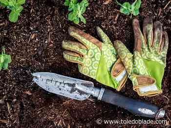 Volunteers needed to help plant mini forest self-sustaining ecosystem