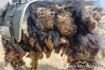 Zorghoeve ontfermt zich over verwaarloosde Border Collie