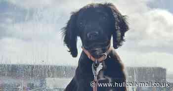 Man devastated after puppy suffers broken bones in tragic accident at home