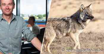 ‘Wolf Hoge Veluwe had al veel eerder schuw gemaakt moeten worden’