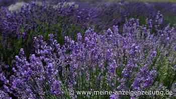 Ratgeber für prächtigen Lavendel: Anpflanzen, pflegen, schneiden – so geht‘s