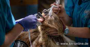 Drei Stunden OP: Wenn Faultier Rico zum Zahnarzt muss