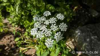 Essbar und gesund: Kein Unkraut: Wildkräuter aus dem Garten nutzen