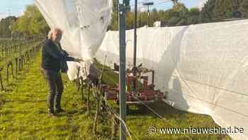 Peerse wijnboer neemt het zeker voor het onzekere: “Willen niet meer hetzelfde meemaken als vorig jaar”