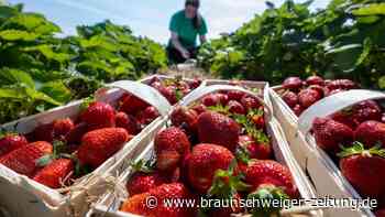 Trockenheit und Dürre: Spargel und Erdbeer-Ernte in Gefahr?