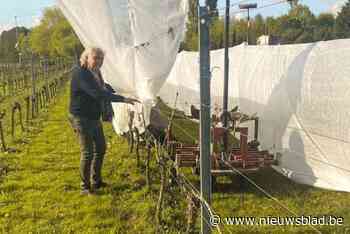 Wijnboer Franco heeft innovatieve oplossing voor mogelijke schade door vorst: “We willen niet hetzelfde meemaken als vorig jaar”