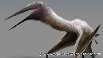 Kanada: Zahnabdruck überführt kreidezeitliches Raubtier