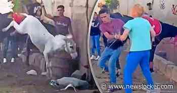 Joke (47) die mishandelaar ezel in Egypte belaagde, met dood bedreigd