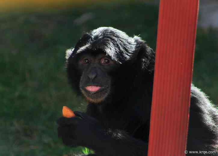 ABQ BioPark's discovery day on April 19 postponed due to weather