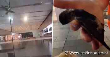 KIJK | Vogels vliegen zichzelf dood tegen Apple Store in Australië