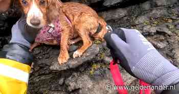 KIJK | Hond zit vast bij klifrand in Wales en wordt gered