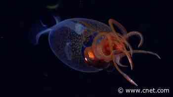 After 100 Years We Now Have a Video of a Living Colossal Squid: Watch Now