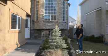 Woodpecker woes: Calgary couple pay out of pocket to fix bird-related damages